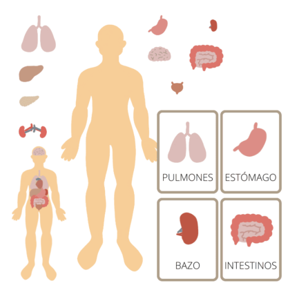 organsos cuerpo