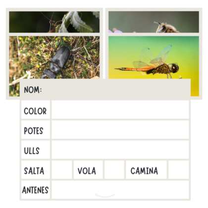 recurso insectos